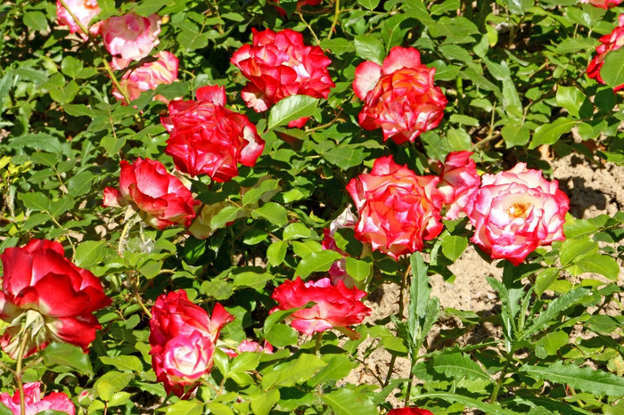 红色的玫瑰花花园