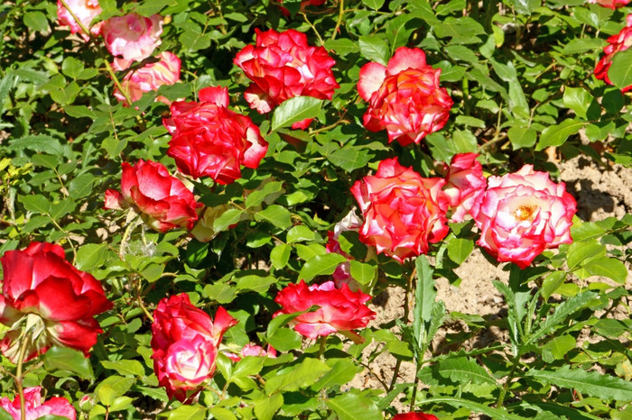 的玫瑰花花园图片