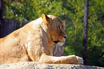 母狮休息的大石头拍摄的动物园