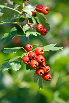 红色的成熟的山楂Crataegus单妇水果分支本地的欧洲西北非洲和西方亚洲