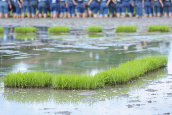 友谊年轻的农民种植的大米浆果有机帕迪大米农田在一起概念