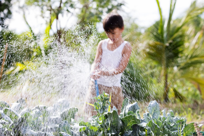 小点男孩在乎为植物浇水蔬菜从浇水橡胶软管图片