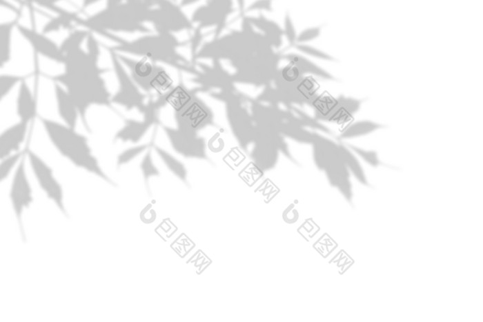 的影子的植物的白色墙黑色的和白色夏天背景为照片覆盖模型的影子的植物的白色墙黑色的和白色夏天背景为照片覆盖模型