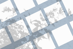 许多广场表白色变形纸对蓝色的墙模型与覆盖植物阴影自然光数据类型转换阴影从的上衣场植物和花平躺前视图许多广场表白色变形纸对蓝色的墙模型与覆盖植物阴影自然光数据类型转换阴影从的上衣场植物和花平躺前视图