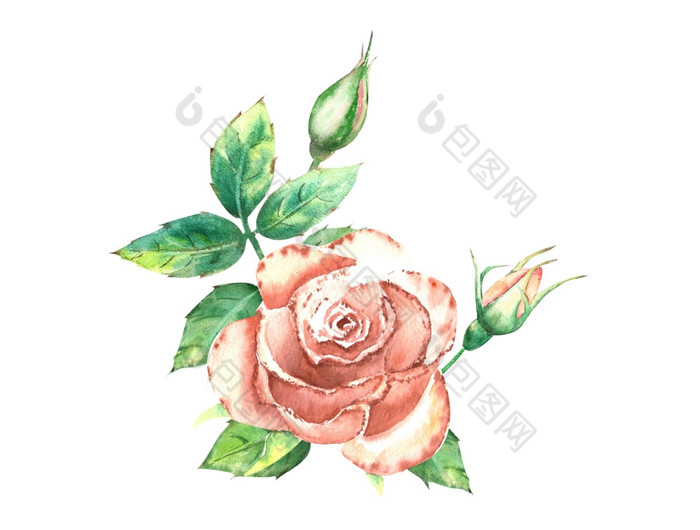 桃子玫瑰绿色叶子开放和关闭花花束花为问候卡片邀请水彩插图桃子玫瑰绿色叶子开放和关闭花花束花为问候卡片邀请水彩插图