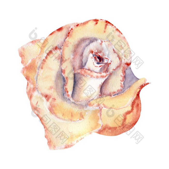 桃色的玫瑰开放巴德水彩插图剪纸艺术孤立的白色背景可以使用为邀请明信片等桃色的玫瑰开放巴德水彩插图剪纸艺术孤立的白色背景可以使用为邀请明信片等