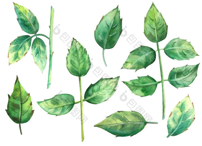 绿色玫瑰叶子孤立的白色背景水彩插图剪纸艺术绿色玫瑰叶子孤立的白色背景水彩插图剪纸艺术