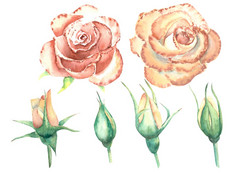 桃子玫瑰开放和关闭花孤立的白色背景水彩插图剪纸艺术桃子玫瑰开放和关闭花孤立的白色背景水彩插图剪纸艺术