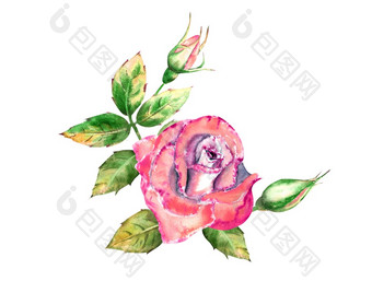 花束与粉红色的玫瑰花绿色叶子开放和关闭花精致的水彩插图花束与粉红色的玫瑰花绿色叶子开放和关闭花精致的水彩插图