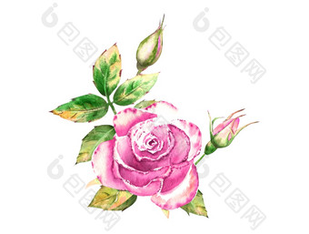 花束与粉红色的玫瑰花绿色叶子开放和关闭花<strong>精致</strong>的水彩插图花束与粉红色的玫瑰花绿色叶子开放和关闭花<strong>精致</strong>的水彩插图