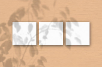 广场表白色变形纸的桃子墙背景模型覆盖与的植物阴影自然光数据类型转换阴影从异国情调的植物平躺前视图水平取向广场表白色变形纸的桃子墙背景模型覆盖与的植物阴影自然光数据类型转换阴影从异国情调的植物平躺前视图