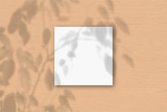 的广场表白色变形纸的桃子墙背景模型覆盖与的植物阴影自然光数据类型转换阴影从异国情调的植物平躺前视图水平取向的广场表白色变形纸的桃子墙背景模型覆盖与的植物阴影自然光数据类型转换阴影从异国情调的植物平躺前