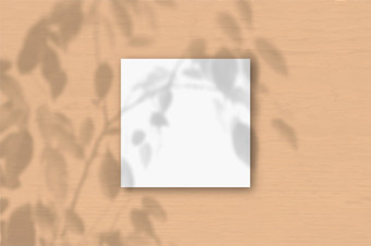 的广场表白色变形纸的桃子墙背景模型覆盖与的植物阴影自然光数据类型<strong>转换</strong>阴影从异国情调的植物平躺前视图水平取向的广场表白色变形纸的桃子墙背景模型覆盖与的植物阴影自然光数据类型<strong>转换</strong>阴影从异国情调的植物平躺前