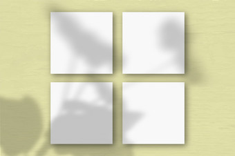 广场表白色变形纸的黄色的墙背景模型覆盖与的植物阴影自然光数据类型转换阴影从的天竺葵平躺前视图水平取向广场表白色变形纸的黄色的墙背景模型覆盖与的植物阴影自然光数据类型转换阴影从异国情调的植物平躺前视图