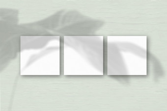 广场表白色变形纸的灰色墙背景模型覆盖与的植物阴影自然光数据类型转换阴影从的天竺葵平躺前视图水平取向广场表白色变形纸的灰色墙背景模型覆盖与的植物阴影自然光数据类型转换阴影从的天竺葵平躺前视图