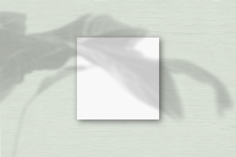 的广场表白色变形纸的灰色墙背景模型覆盖与的植物阴影自然光数据类型转换阴影从异国情调的植物平躺前视图水平取向的广场表白色变形纸的灰色墙背景模型覆盖与的植物阴影自然光数据类型转换阴影从异国情调的植物平躺前