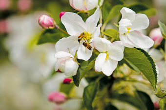 超关闭宏蜂蜜蜜蜂花粉苹果树<strong>花朵</strong>模糊背景<strong>开放</strong>空间