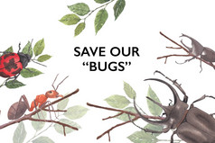 昆虫和鸟框架设计与发电机科瓢虫蚂蚁水彩插图