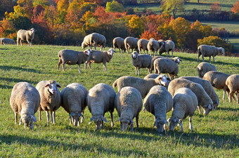 群羊的厙10月