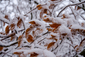 白雪覆盖的山毛榉树低温度月