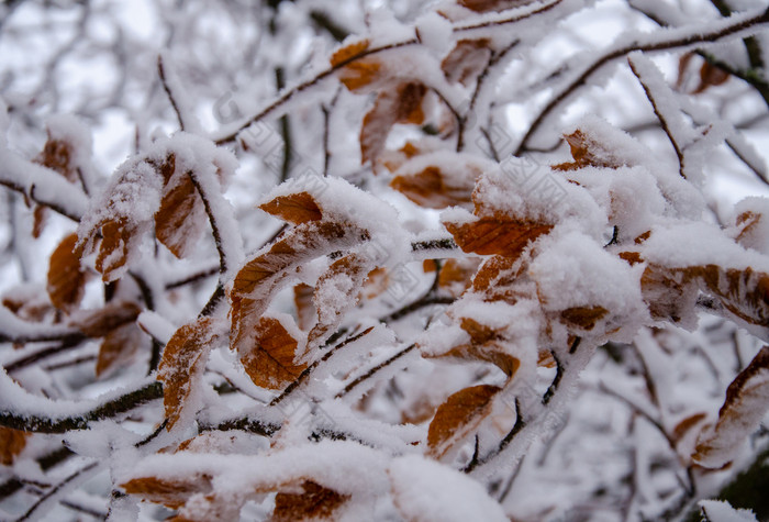 白雪覆盖的山毛榉树低温度1月