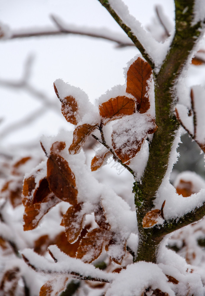 白雪覆盖的山毛榉树低温度月图片