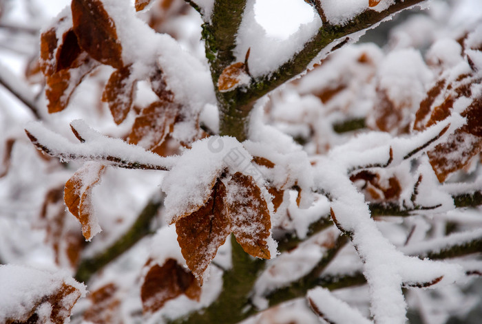 白雪覆盖的山毛榉树低温度月图片