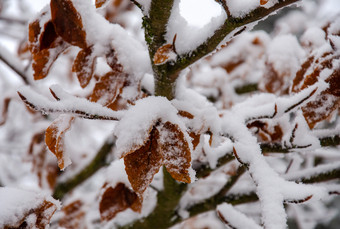 白雪覆盖的山毛<strong>榉树</strong>低温度1月