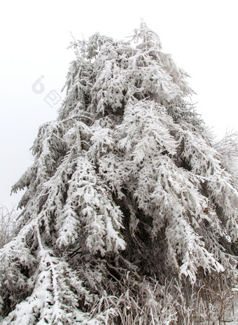 雪覆盖针叶树冻结温度1月