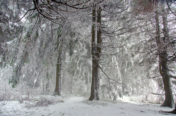冬天森林的雾图片