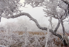 雪冬天景观与冰冷的风