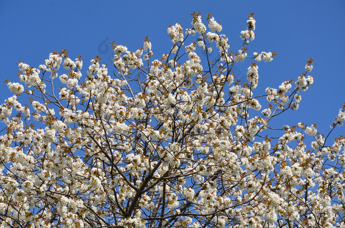 盛开的樱桃树4月
