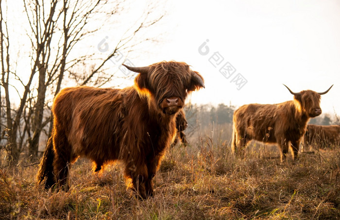 苏格兰高地牛牧场