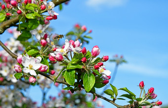 蜂蜜蜜蜂开花苹果树