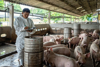 亚洲兽医工作和检查的猪猪农场动物和猪农场行业