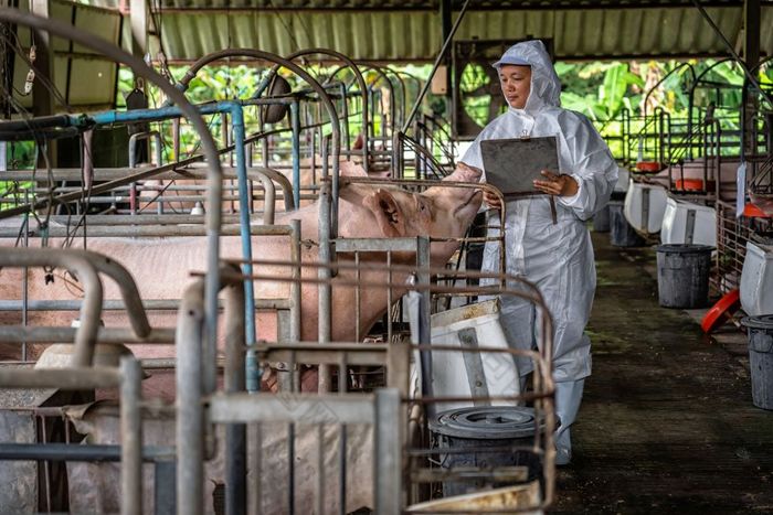 亚洲兽医工作和检查的大猪猪农场动物和猪农场行业