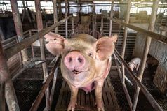 猪猪农场猪行业