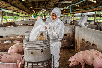 亚洲兽医工作和喂养的<strong>猪猪</strong>农场动物和猪农场行业