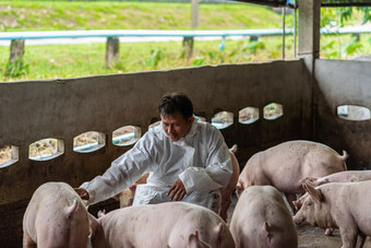 亚洲兽医工作和检查的<strong>猪猪</strong>农场动物和猪农场行业