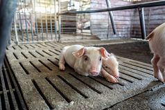 新出生猪猪农场动物和猪行业