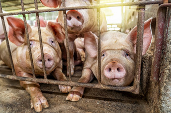 年轻的猪猪农场猪行业