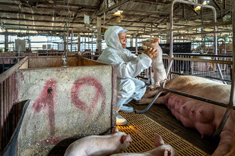 亚洲兽医持有为移动的婴儿猪猪农场动物和猪农场行业