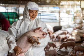 亚洲兽医持<strong>有为</strong>移动的猪猪农场动物和猪农场行业