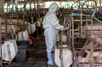 亚洲兽医工作和检查的婴儿<strong>猪猪</strong>农场动物和猪农场行业
