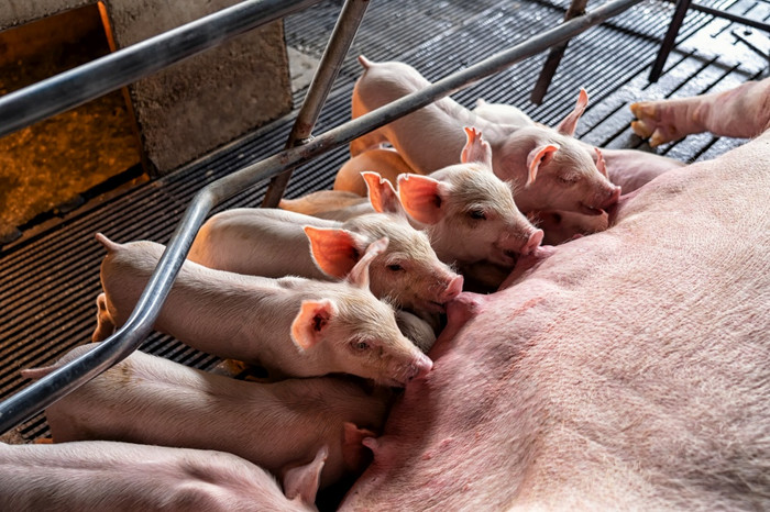 婴儿猪吸妈妈。猪猪农场动物和猪行业