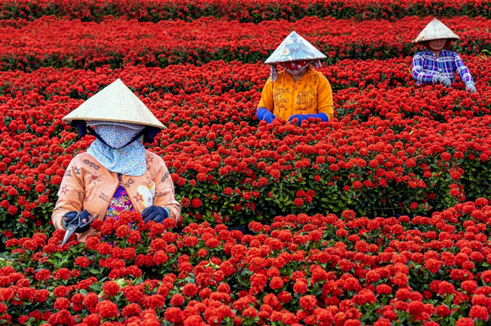 集团越南农民工作与红色的花花园简单盾塔普省越南传统的和文化概念