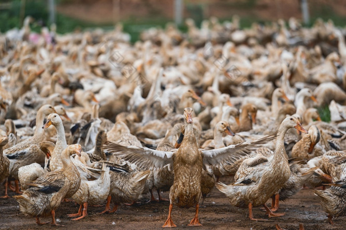 很多鸭子开放农场越南领袖鸭子传播翅膀农业和传统的文化亚洲国家动物和牲畜概念