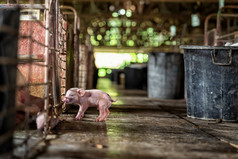 新出生猪猪农场动物和猪行业