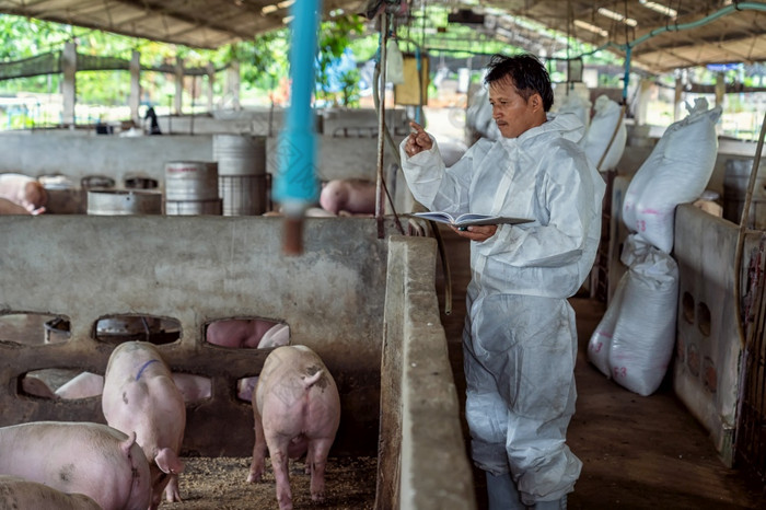 亚洲兽医工作和检查的猪猪农场动物和猪农场行业