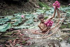 老男人。越南挑选的美丽的粉红色的莲花的湖府江省越南文化和生活概念